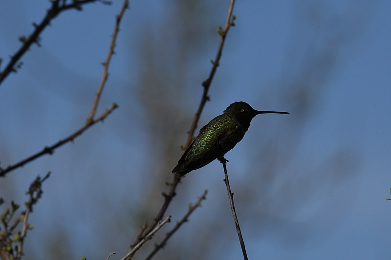 File:Black-chinned hummingbird - 52049368565.jpg