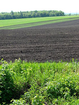 Schwarzerde: Entstehung, Verbreitung, Horizontierung