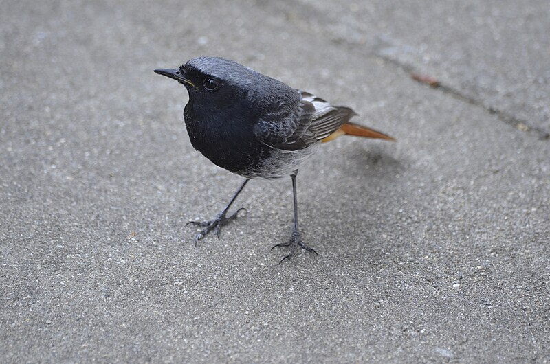 File:Black Redstart 1 in Berlin Germany daytime may 2016.jpg