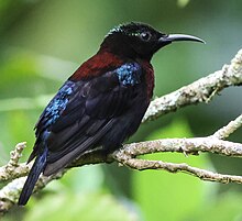 Black Sunbird from Gardenia, Tomohon, crop.jpg