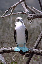 Fou à pieds bleus (Sula nebouxii)