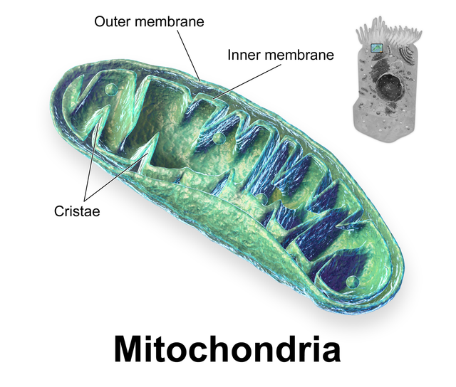 mitochondria images