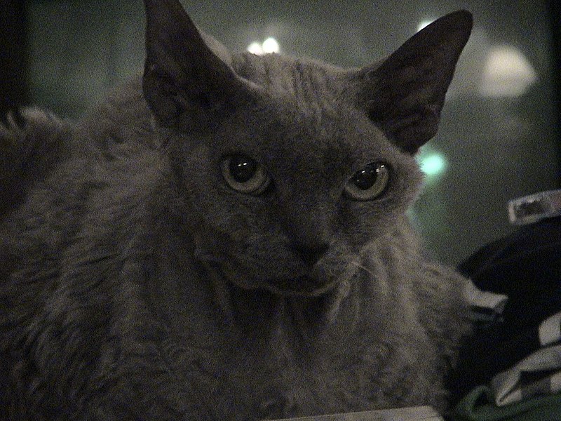 File:BlueDevonRex.jpg