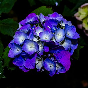 A hortênsia “azul” costuma ser roxa.