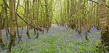 Bluebells and trees in Charleville Forest