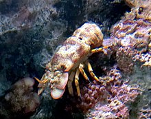 Tumpul Slipper Lobster (Scyllarides squammosus) - GRB.JPG