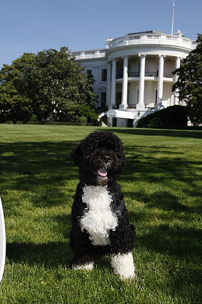 File:Bo Poses for a Photo on the South Lawn of the White House - DPLA - 430b78ae686996df069f072834ae1a4c.JPG