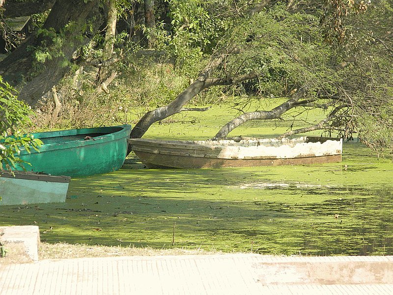 File:Boating in lake at Nawabganj bird sanctuary, Unnao 01.JPG