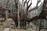 画像左後方のイチョウが200数十年前の大雪で折れた枝から生育したイチョウ。