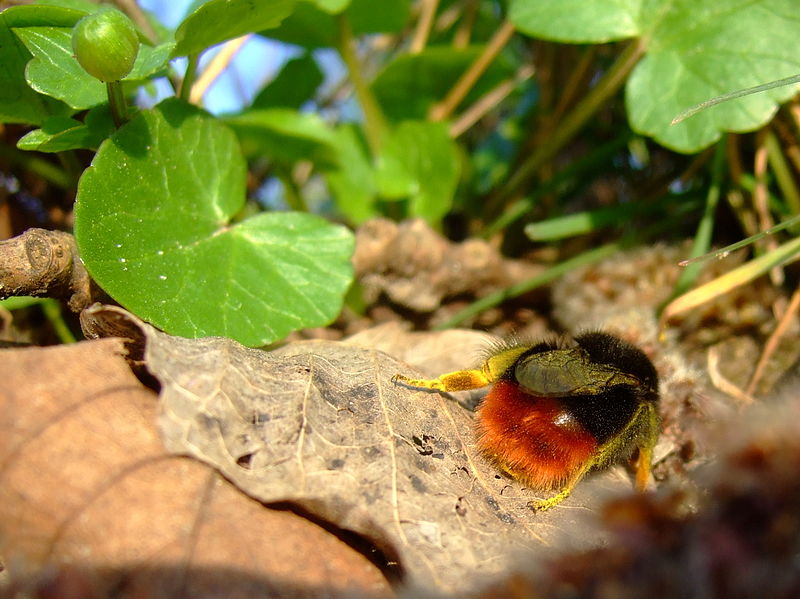 File:Bombus lapidarius 1.jpg