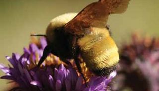 <i>Bombus morrisoni</i> Species of bee