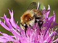 Bombus muscorum (Linnaeus, 1758)