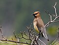 Cedar Waxwing Jaseur d'Amérique