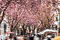 * Nomination Cherry blossom on Breite Straße in Bonn, North Rhine-Westphalia, Germany --XRay 04:13, 27 April 2024 (UTC) * Promotion  Support Good quality. --Johann Jaritz 04:14, 27 April 2024 (UTC)