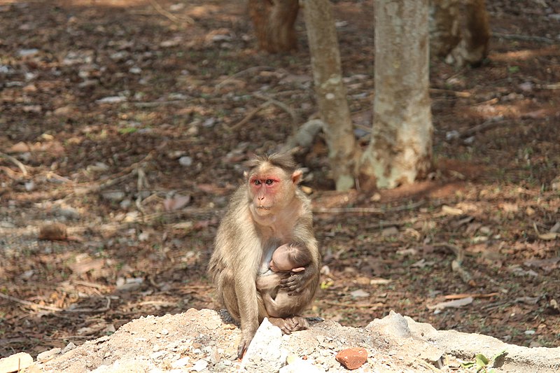 File:Bonnet Macaque (Female) 02.jpg