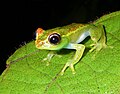 Boophis rappiodes, Andasibe