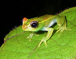 Beskrivelse af billedet Boophis_rappiodes_01.jpg.