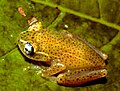 Boophis tasymena2.jpg