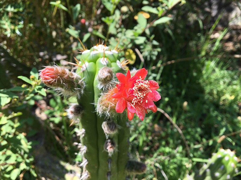 File:Borzicactus fieldianus en Caraz 02.jpg