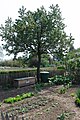 Innerhalb des Botanischen Gartens wurde ein Gemüsegarten angelegt.