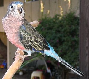 Bourke's Parakeet (Neopsephotus bourkii)