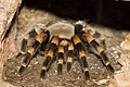 Mexikanische Rotknie-Vogelspinne (Brachypelma smithi)