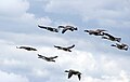 Branta canadensis, Canada Geese in flight, Great Meadows National Wildlife Refuge.jpg