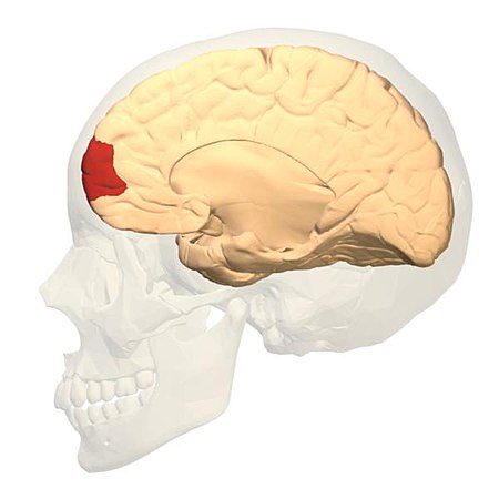 ไฟล์:Brodmann_area_10_medial.jpg