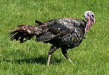 2008 bronze turkey