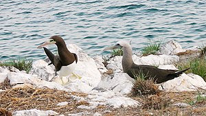 Brown booby couple.JPG