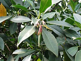 Brugiera bareroot - type van het geslacht