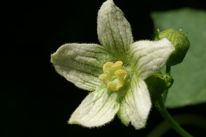 File:Bryonia-dioica Blüte 0063.jpg