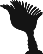 Bryozoan transparent silhouette.png