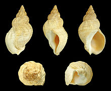 A shell of B. undatum Buccinum undatum 01.JPG