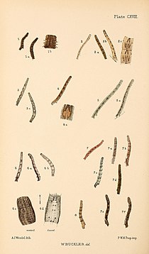 Fig.8 Larvae after final moult Buckler W The larvae of the British butterflies and moths PlateCXVIII.jpg