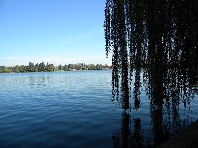 File:Bucuresti, Romania, Parcul Herastrau (Imagine din parc spre lacul Herastrau); B-II-a-A-18802 (salcie plangatoare).JPG