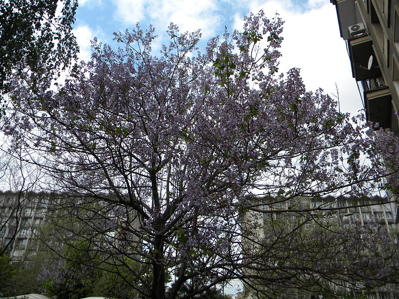 File:Bucuresti, Romania. Copacul Violet.JPG