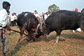 Buffalo fight during Magh bihu