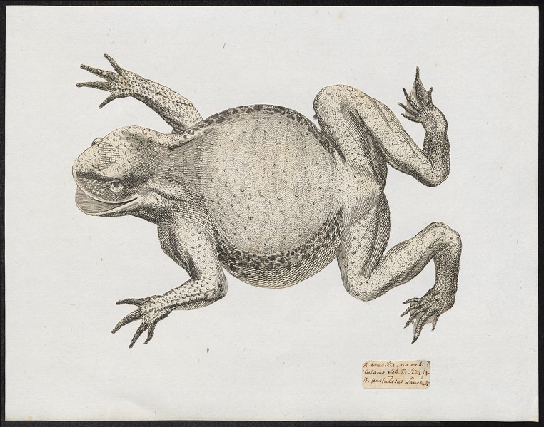 File:Bufo pustulosus - 1700-1880 - Print - Iconographia Zoologica - Special Collections University of Amsterdam - UBA01 IZ11500159.tif