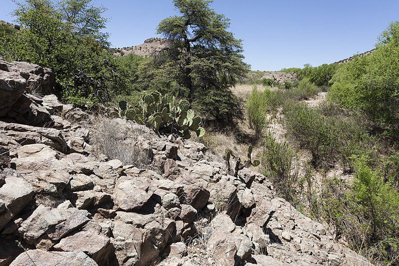 File:Burro Cienaga - Flickr - aspidoscelis.jpg