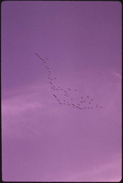 File:CANADIAN GEESE FLYING IN FORMATION ABOVE AUSABLE LAKE, IN THE ADIRONDACK FOREST PRESERVE - NARA - 554646.jpg