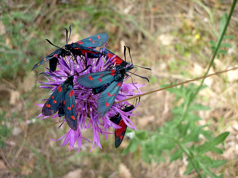 File:CENTAUREA JACEA - MORROCURT - IB-809 (Centàurea jàcea).JPG