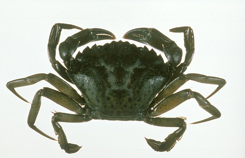 File:CSIRO ScienceImage 3468 The European Green Crab.jpg