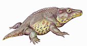 Life restoration of the Permian amphibian Cacops Cacops1DB.jpg