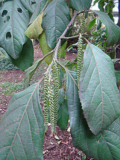 <i>Calatola columbiana</i> Species of flowering plant
