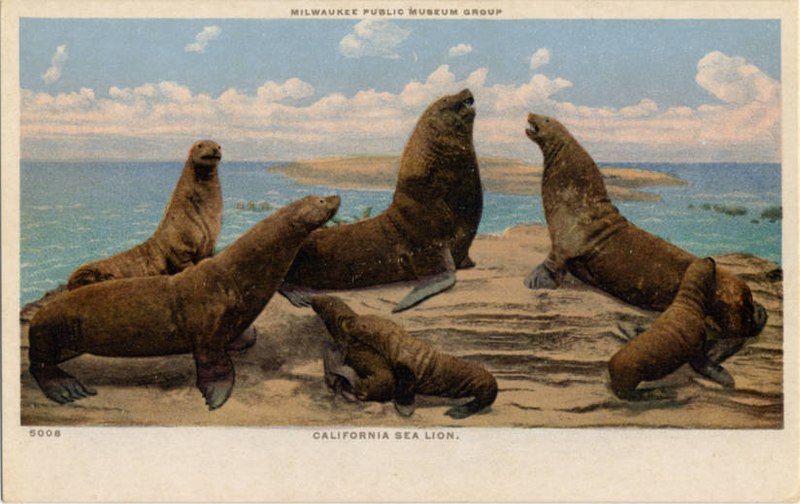 File:California Sea Lion, Milwaukee Public Museum (NBY 21721).jpg