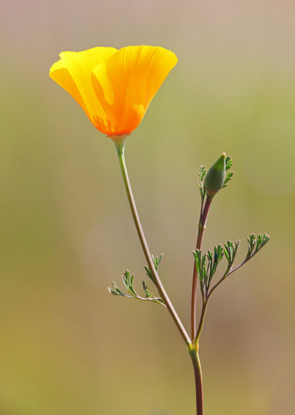 File:California poppy (Eschscholzia californica).jpg