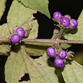 Callicarpa mollis (fruits s3).jpg