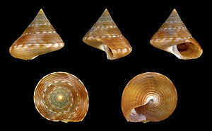 Calliostoma zizyphinum f. laevigata 01.JPG