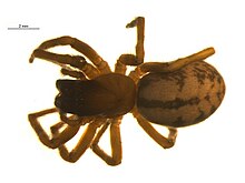 A female spider of the species Callobius nomeus on a pale grey background. A 2 millimeter scale is present indicating that this specimen is likely about 12 millimeters long.